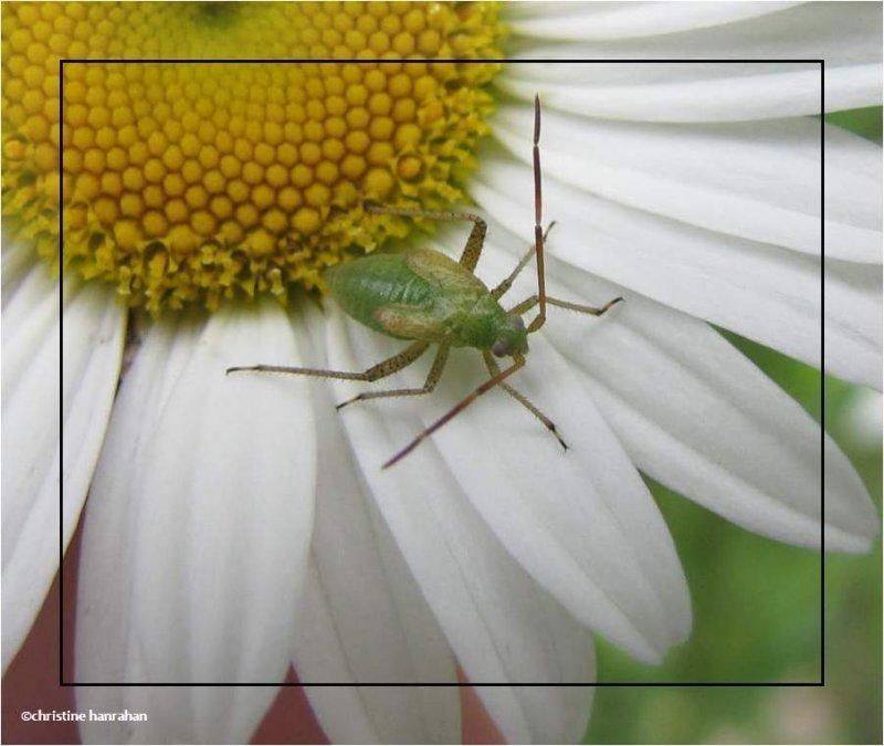 Plant bug nymph (Miridae) on Ox-eye daisy