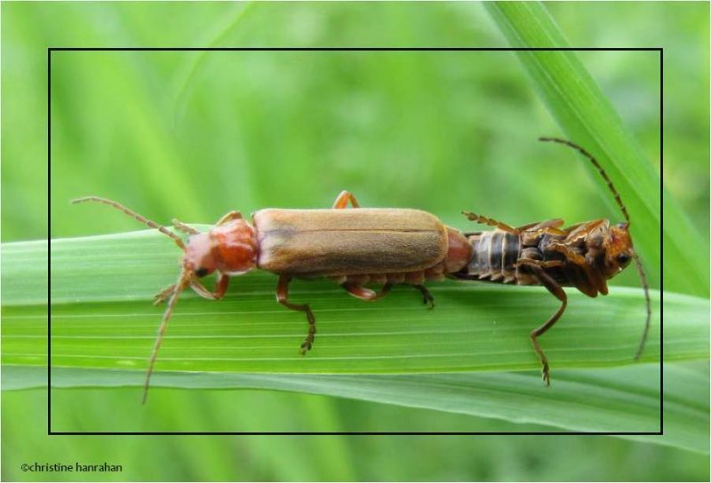 Mating soldier beetles (Rhagonycha sp.)