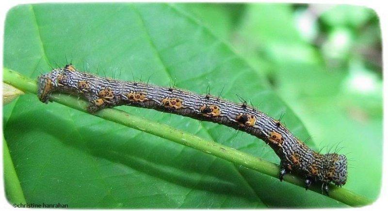 The Half-wing moth caterpillar(Phigalia titea) # 6658