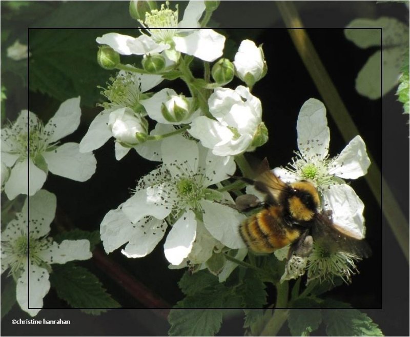 Bumblebee on wild blackberry  (Rubus allegheniensis)