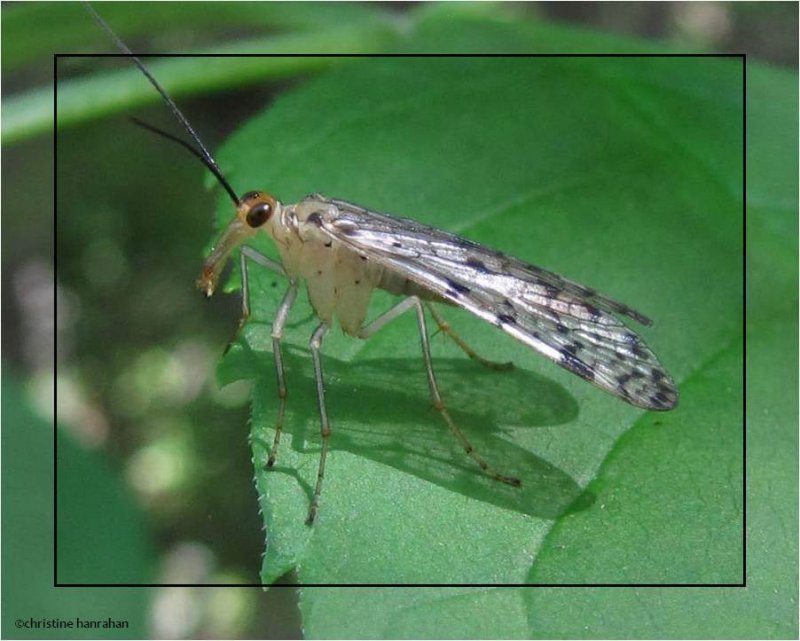 Scorpionfly (Panorpa sp.)