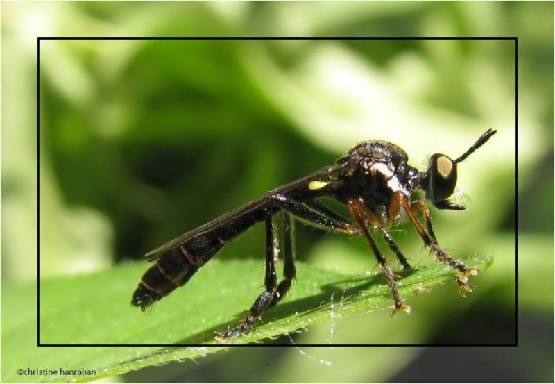 Stripe-legged Robber fly (Dioctria hyalipennis)