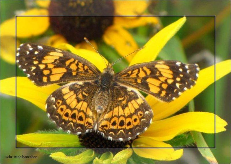 Gorgone checkerspots (Chlosyne gorgone)