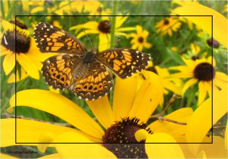 Gorgone checkerspots (Chlosyne gorgone)