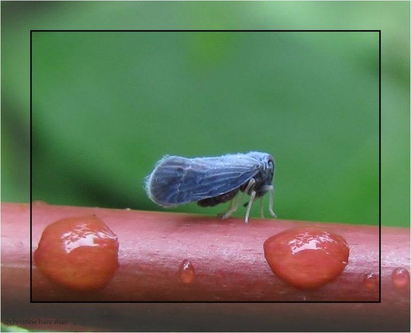 Planthopper (Cedusa)