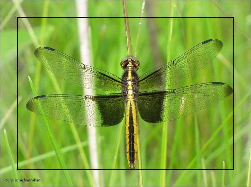 Widow skimmer (Libellula luctuosa), female