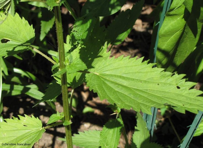 Stinging nettle (Urica dioica)