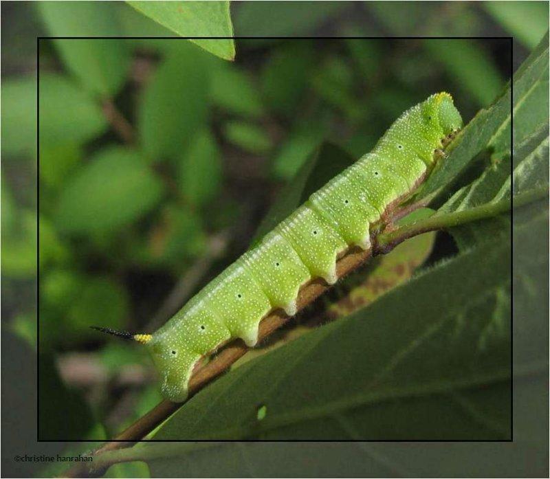 Snowberry Clearwing  caterpillar (Hemaris diffinis), #7855