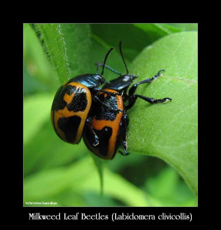 Milkweed leaf beetles (Labidomera clivicollis)