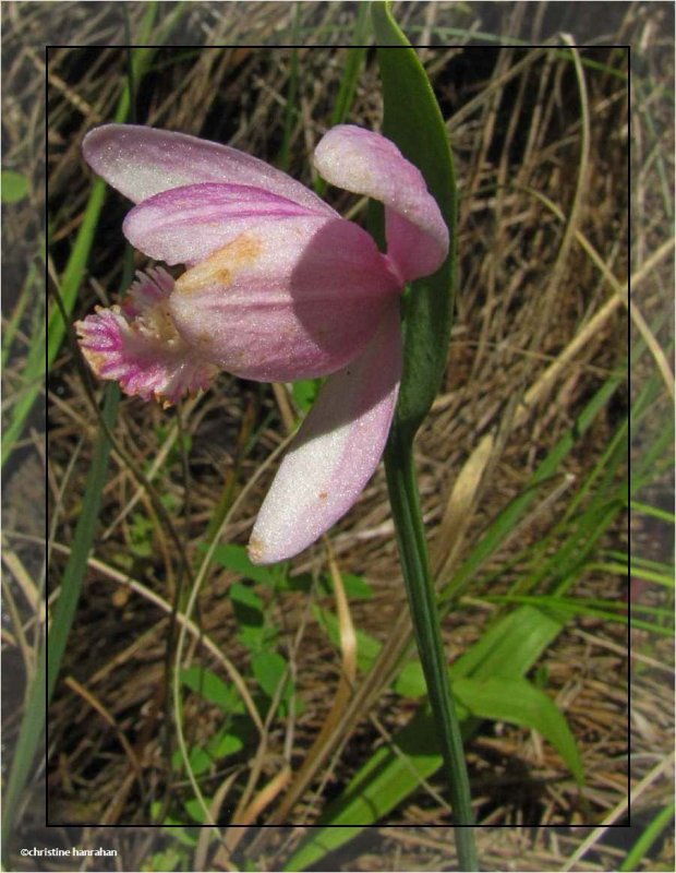 Rose pogonia orchid (Pogonia ophioglossoides)