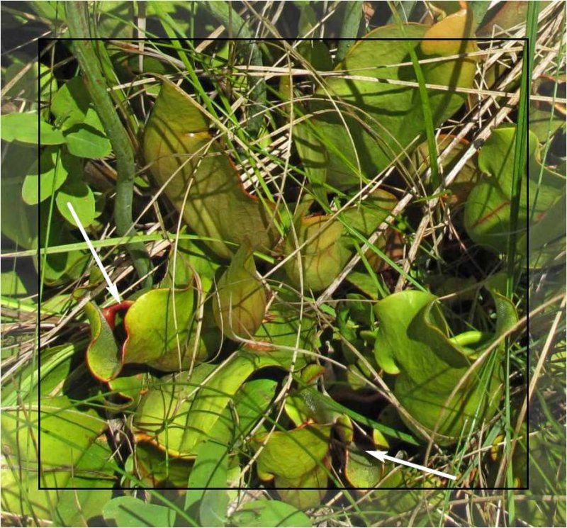 Pitcher plant  (Sarracenia purpurea)