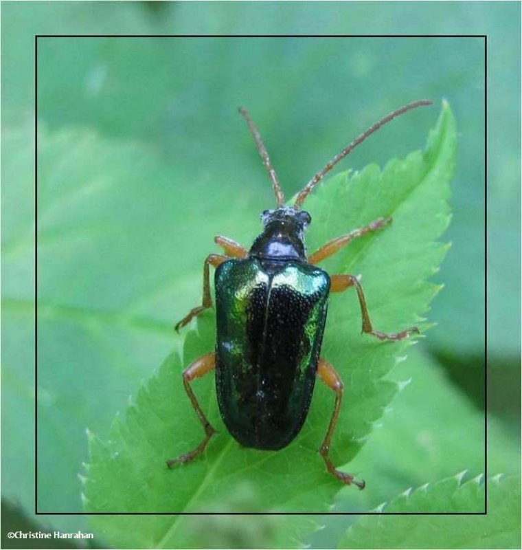 Flower longhorn beetle (Gaurotes cyanipennis)