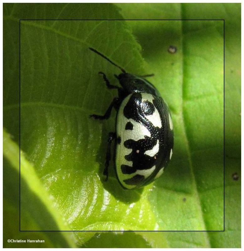 Calligrapha beetle (Calligrapha pnirsa)