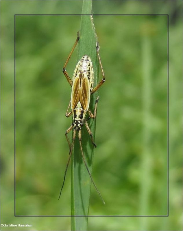 Meadow plant bug  (Leptopterna dolobrata) 