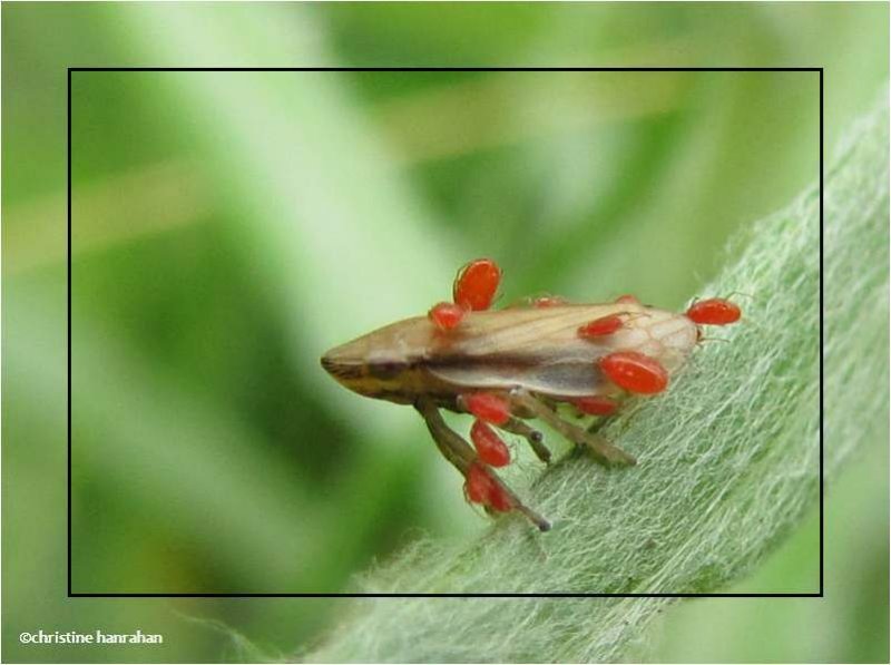 Spittlebug with mites