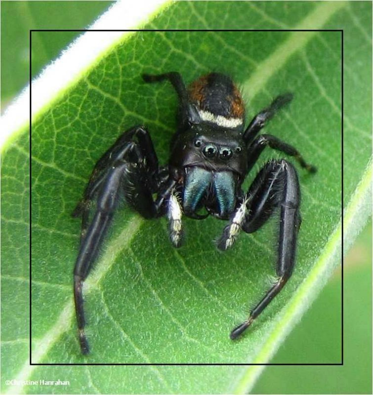 Spiders, Mites, Ticks and Pseudoscorpions (Arachnida)