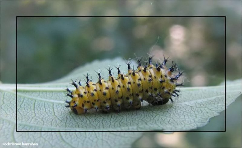 Cecropia caterpillar, 2nd instar (Hyalophora cecropia), #7767