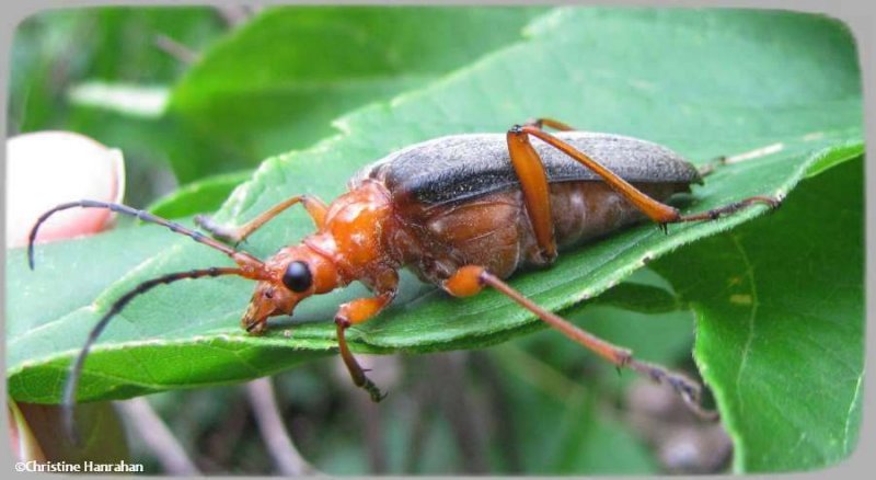 Flower longhorn beetle (Stenocorus schaumii)