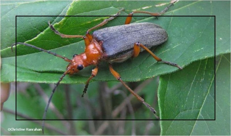 Flower longhorn beetle (Stenocorus schaumii)