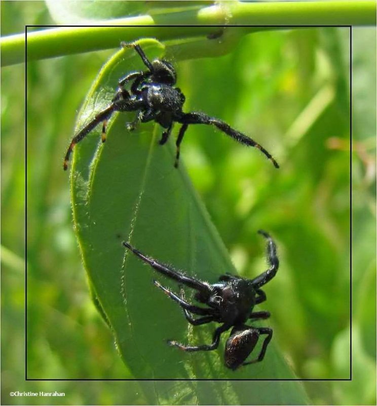 Jumping spiders (Phidippus clarus)