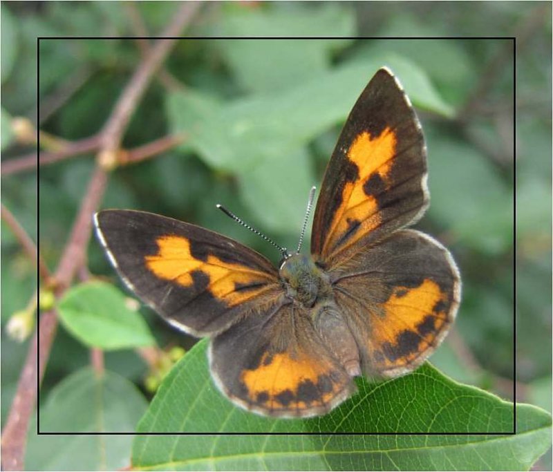 Harvester  (Feniseca tarquinius)