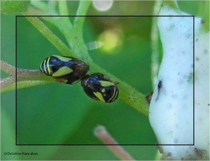 Dogwood spittlebugs (Clastoptera proteus)