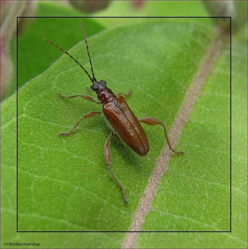 Aquatic leaf beetle (Donacia sp.)