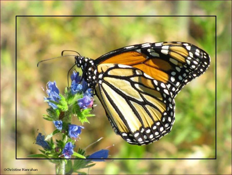Monarch butterfly (Danaus plexippus) on viper's bugloss