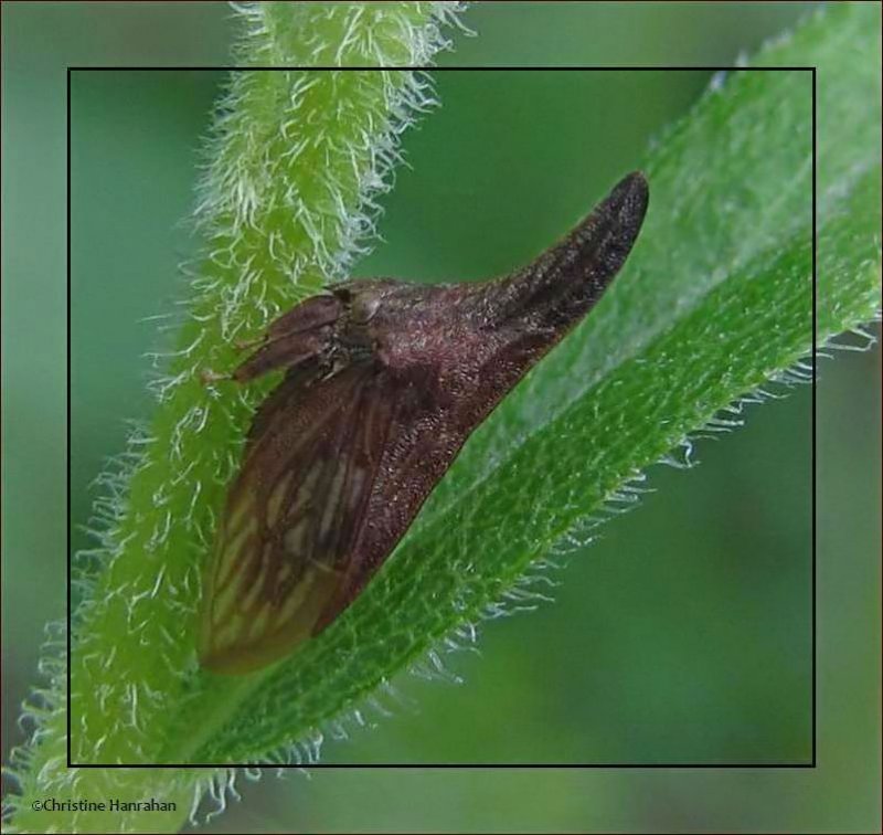 Widefooted Treehopper (Enchenopa latipes)