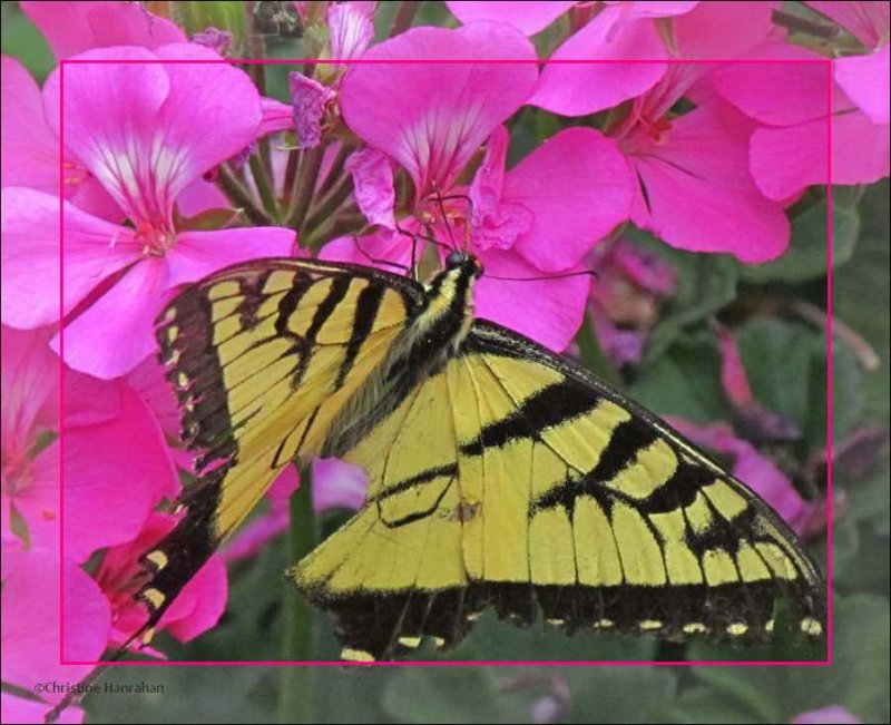 Eastern tiger swallowtail (Papilio glaucus)