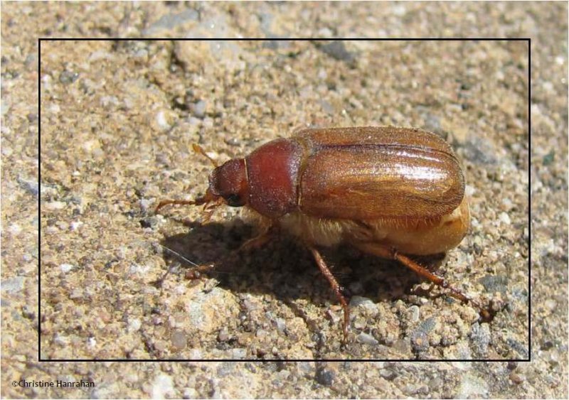 June beetle/European chafer (Amphimallon majale)