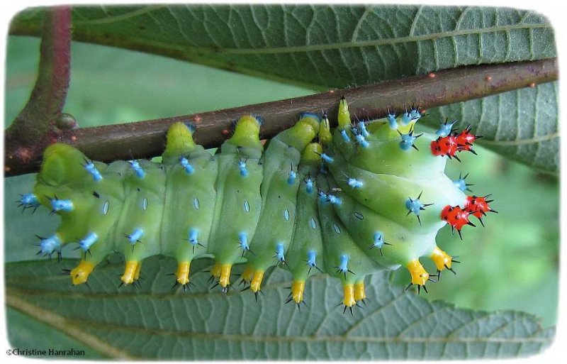 Cecropia moth caterpillar (Hyalophora cecropia), #7767