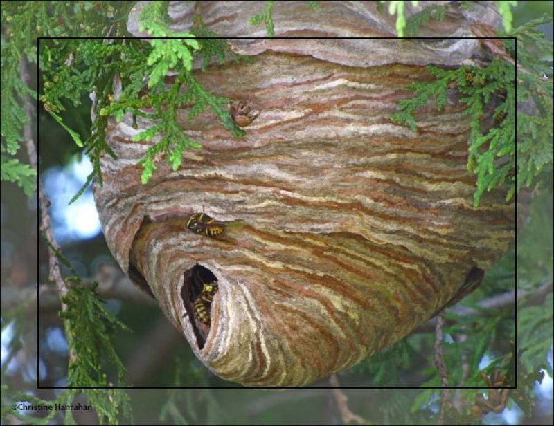 Aerial yellowjacket nest  (<em>Dolichovespula arenaria</em>)