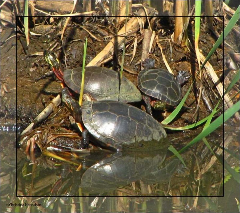 Painted turtles