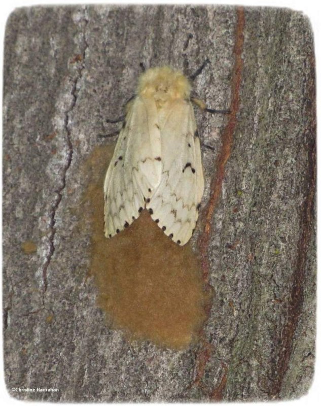 Gypsy moth, female,  on egg mass (Lymantria dispar)