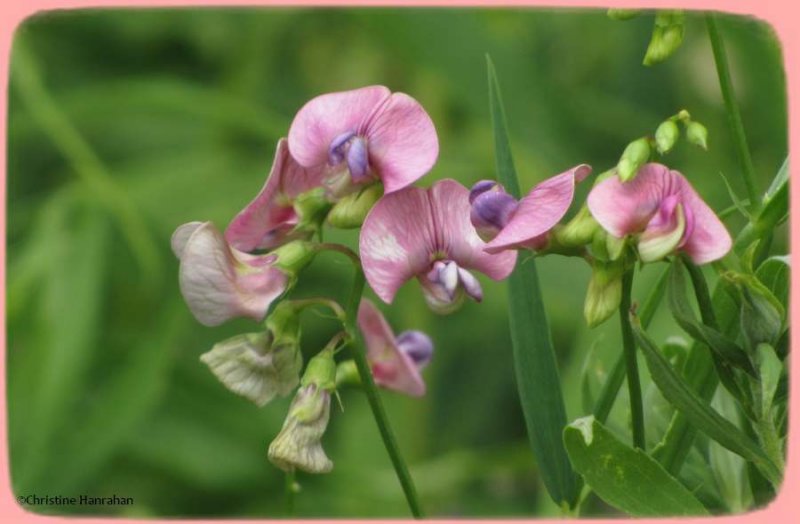 Sweetpeas