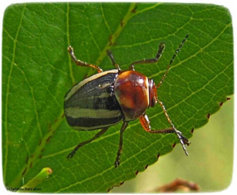 Leaf beetle (<em>Cryptocephalus</em> sp.)