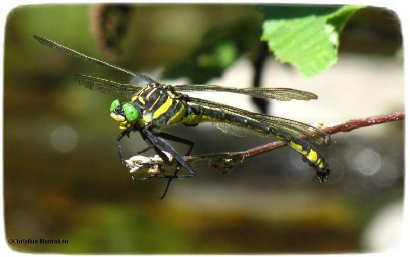 Dragonhunter (Hagenius brevistylus)