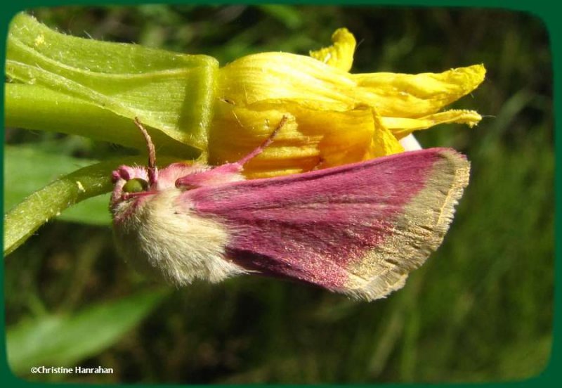 Evening primrose moth (Schinia florida)