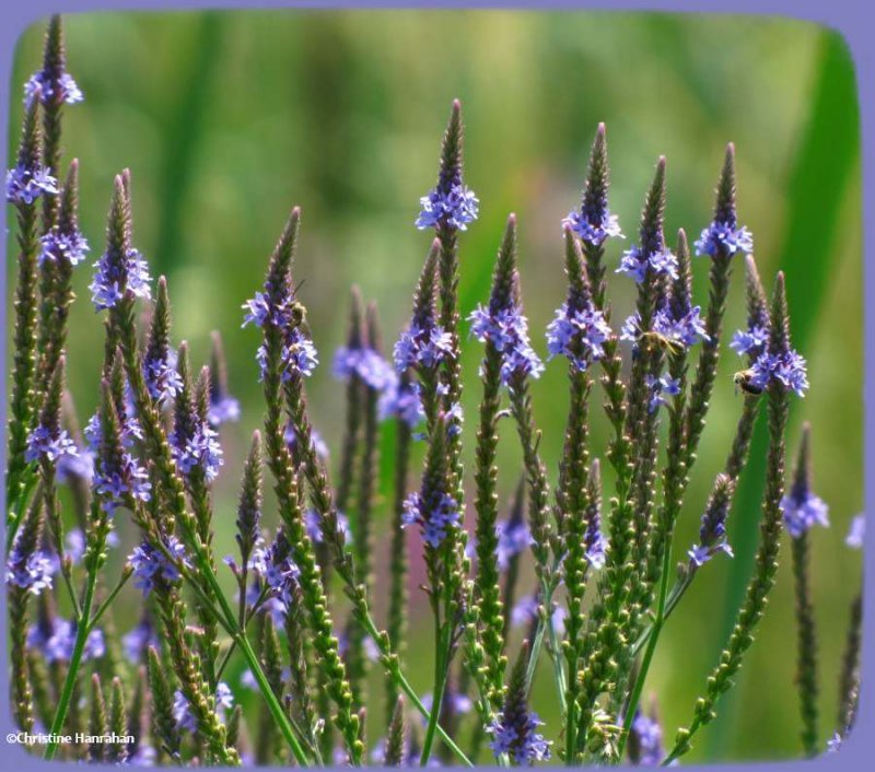 Vervain (Verbena hastata)