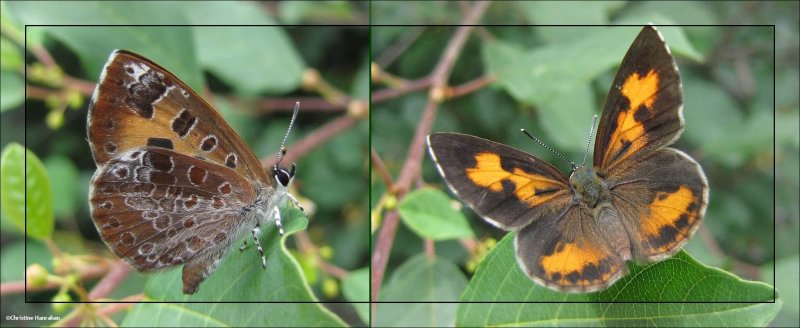 Harvester  (Feniseca tarquinius)