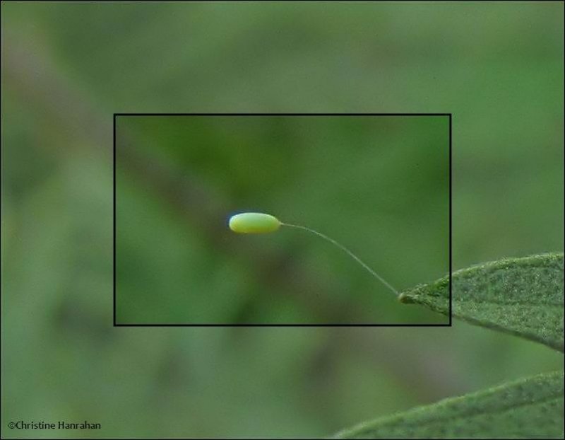 #11:  Green  lacewing egg on ragweed leaf