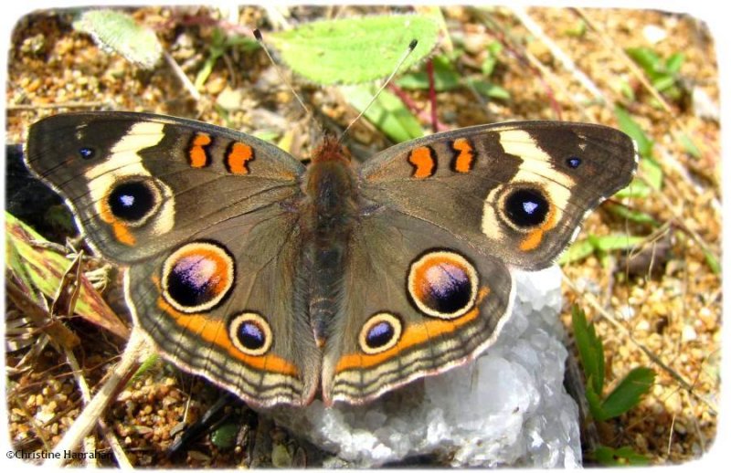 Common Buckeye (Junonia coenia)