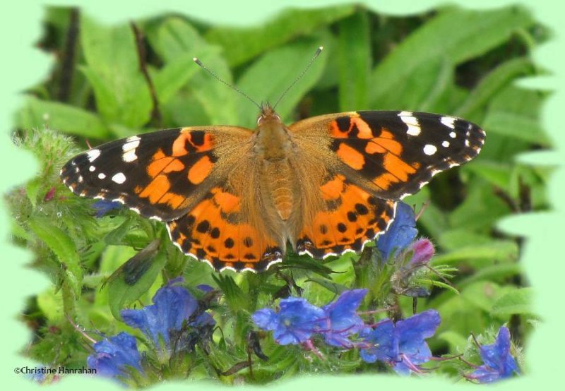 Painted lady (Vanessa cardui) on Viper's bugloss