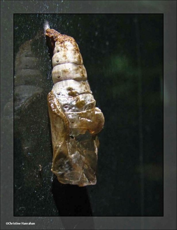 Viceroy  or white admiral chrysalis (Limenitis)