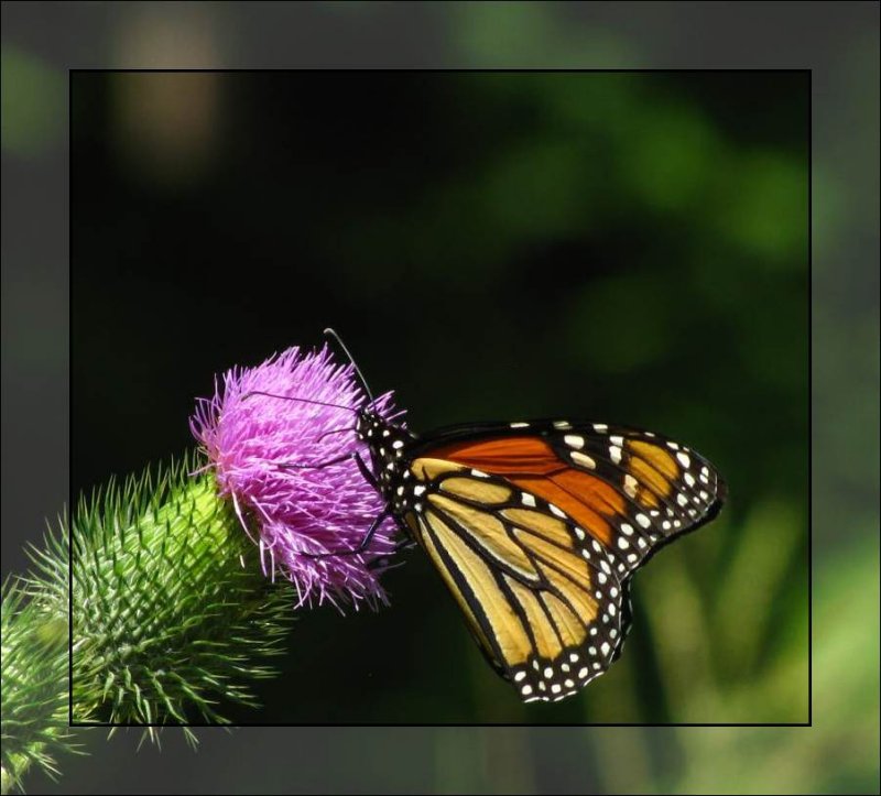 Monarch butterfly (Danaus plexippus) on bull thistle