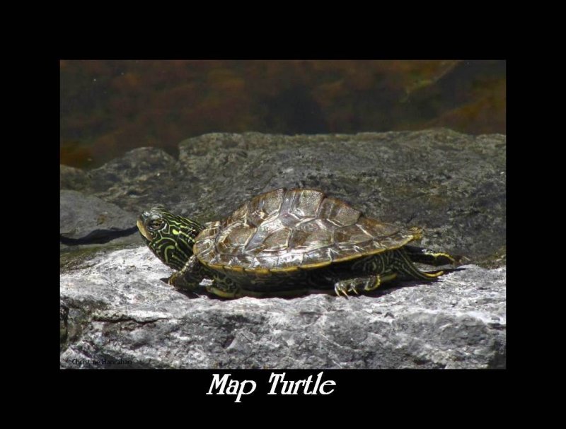 Map turtle (Graptemys geographica)