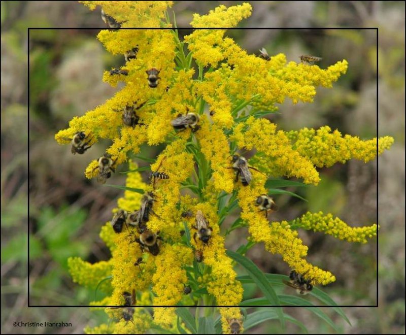Bumble bees and others on goldenrod