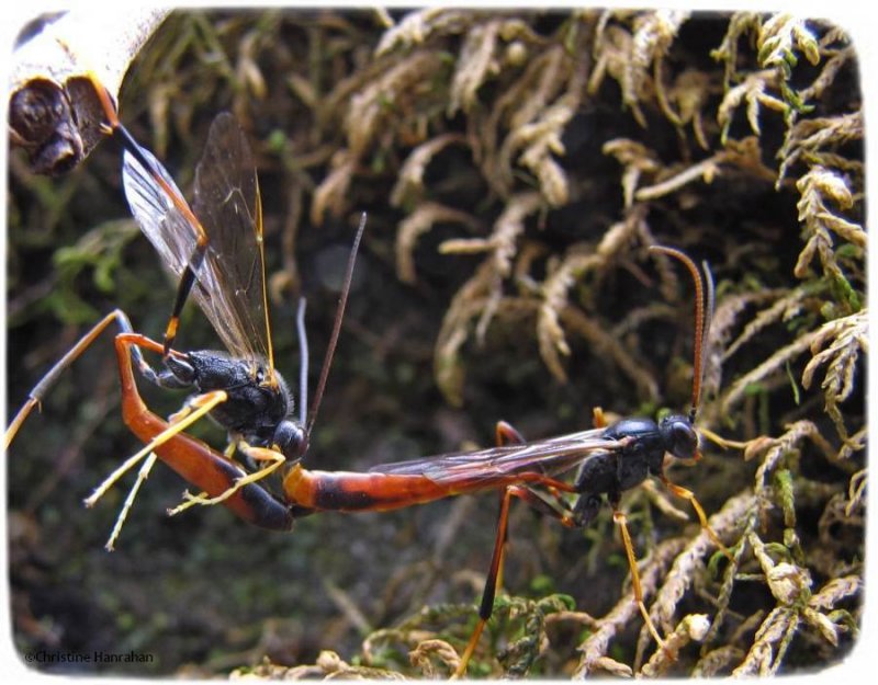 Ichneumonid wasps mating (Tribe Gravenhorstiini; Subfamily Anomaloninae)