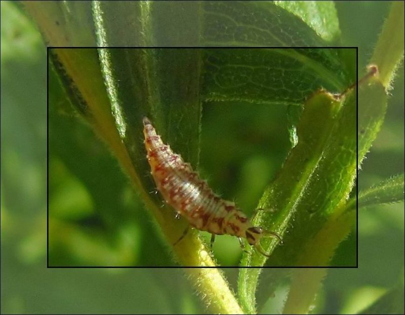 Green lacewing larva  (Chrysoperla)